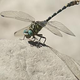 Illustration de : Photographie